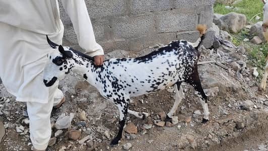 Barbari goat with female kid
