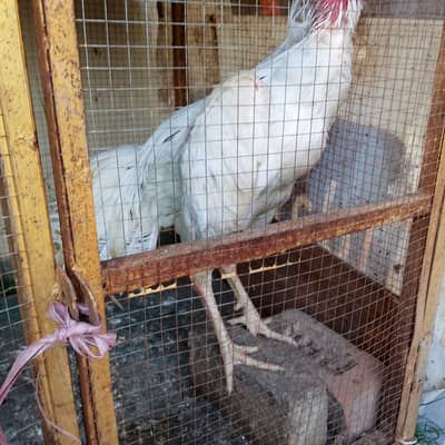 Aseel Shamo murgah For Sale paper with Rawalpindi
