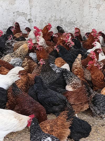 100% anda wali murgi / eggs available