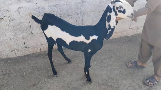 Amratsari beetal for sale