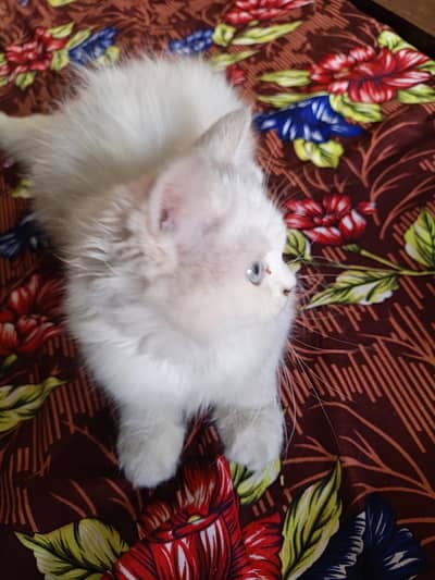 kitten