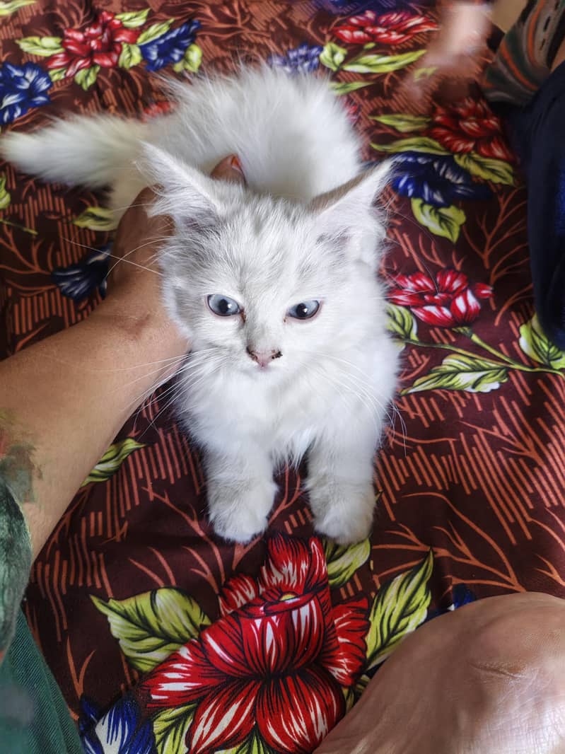 kitten 1