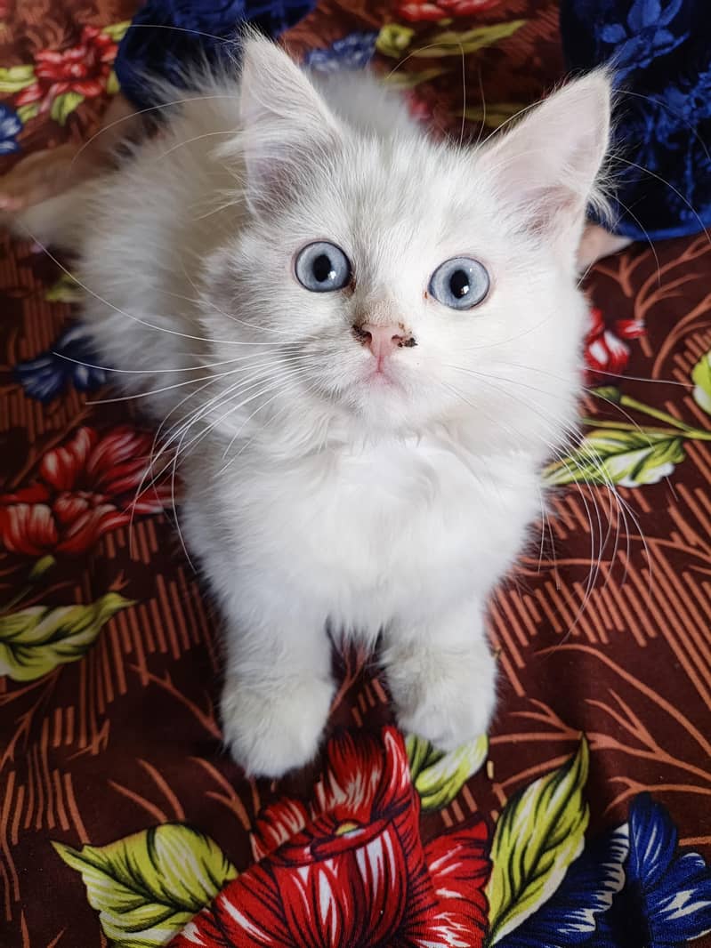 kitten 2