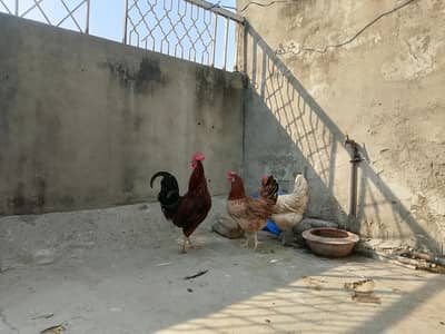 eges wali.  03154398857