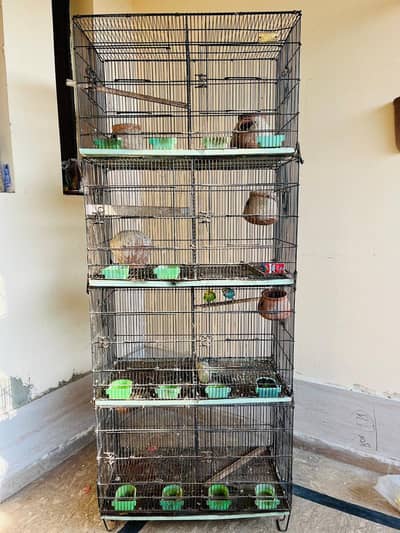 cage for birds with a pair of Australian parrots for sale