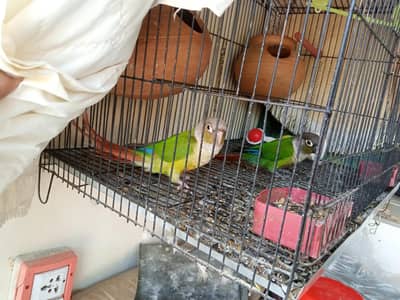 pinapple or green cheek conure