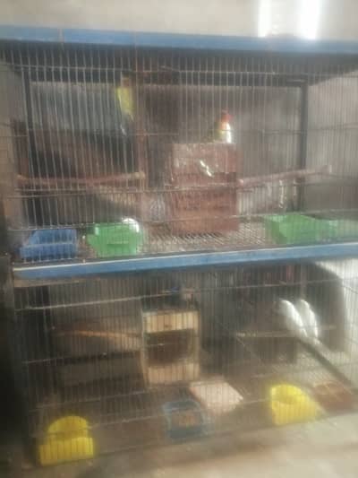 3 breeder pairs and 1 single with cage