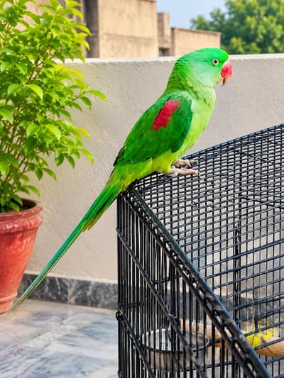 Raw Parrot ( Big Size)