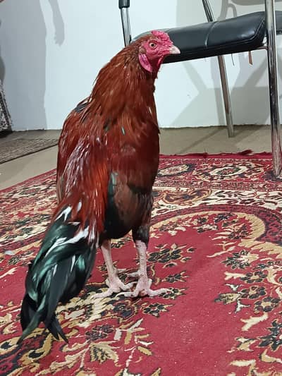 pure mianwali aseel is available. . . . .