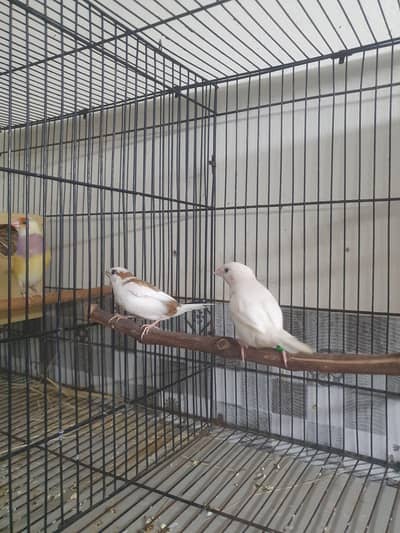 Banglise Pair for sale