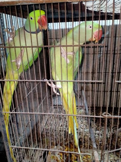 raw blue yellow and white breeder pair 4 sale