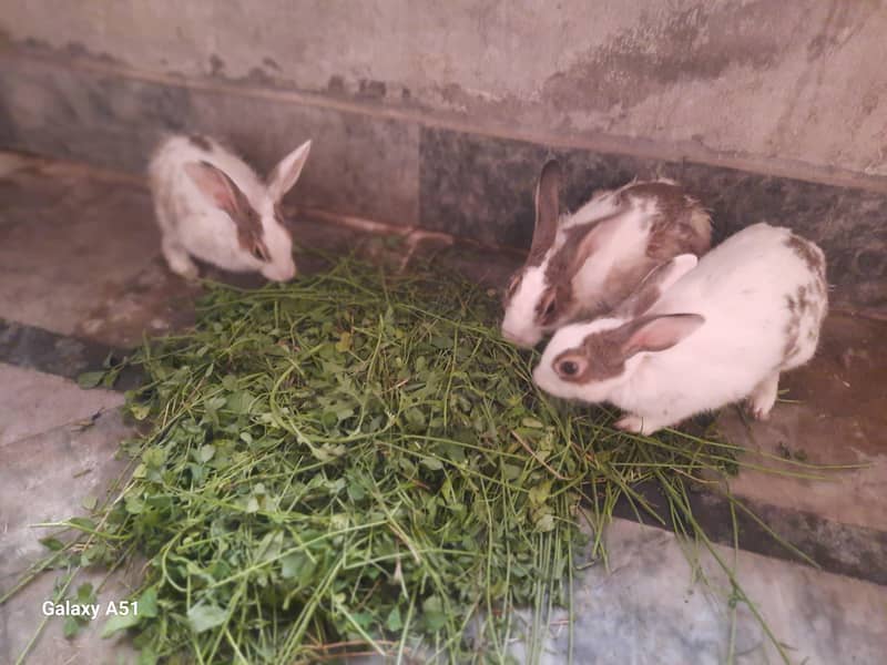 rabbit 0