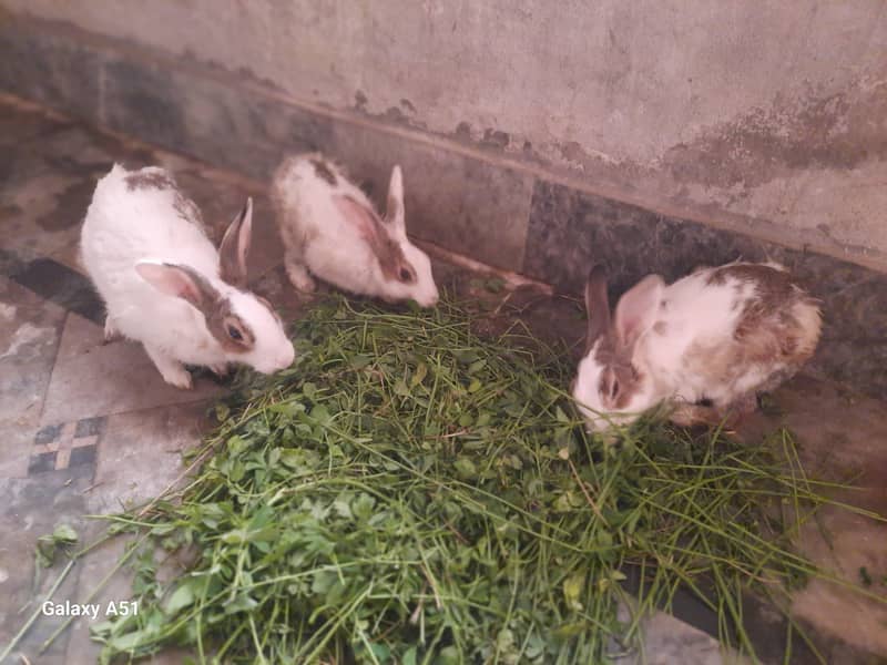 rabbit 1
