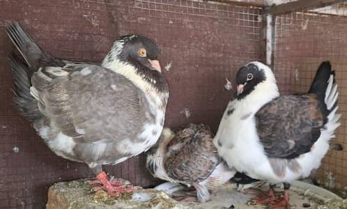Modena Breeder Pair for sale. Modena Single male for sale