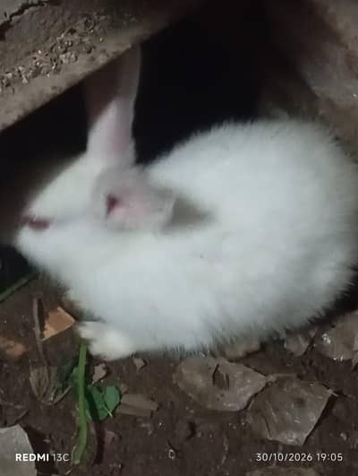 2 month baby rabbit visit location or parchase