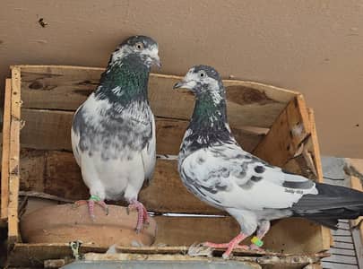 Teddy Pair, Teddi Jora, Kabootar, Pigeon, Haseen Taddy