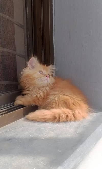 female kitten for sale