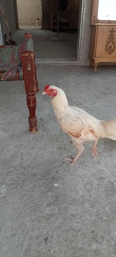 white cock for sale