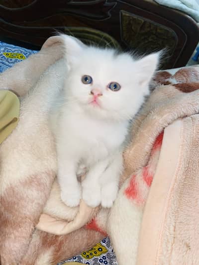 Persian Kitten For Sale