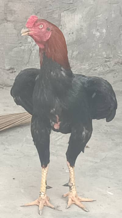 High quality aseel ptha for sale