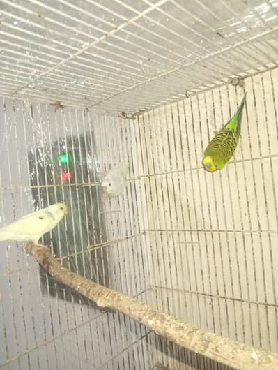 bajri male for sale jis ko chiye ho rabta karay 1  male 500