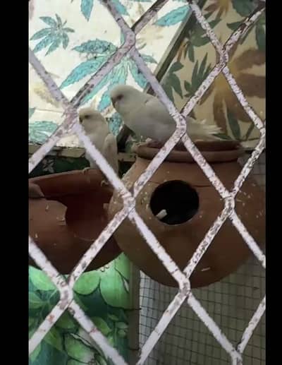 White budgie pairs