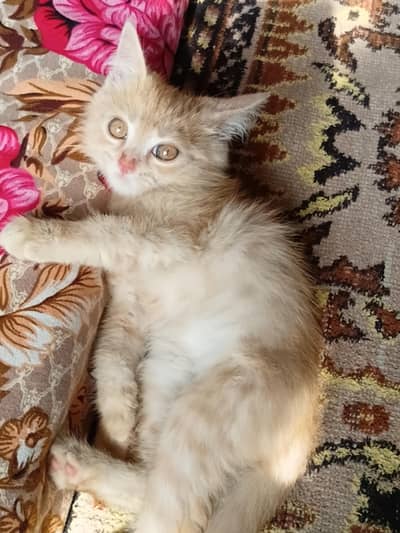 persian