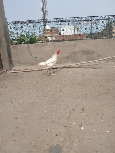 heera male for sale urgent