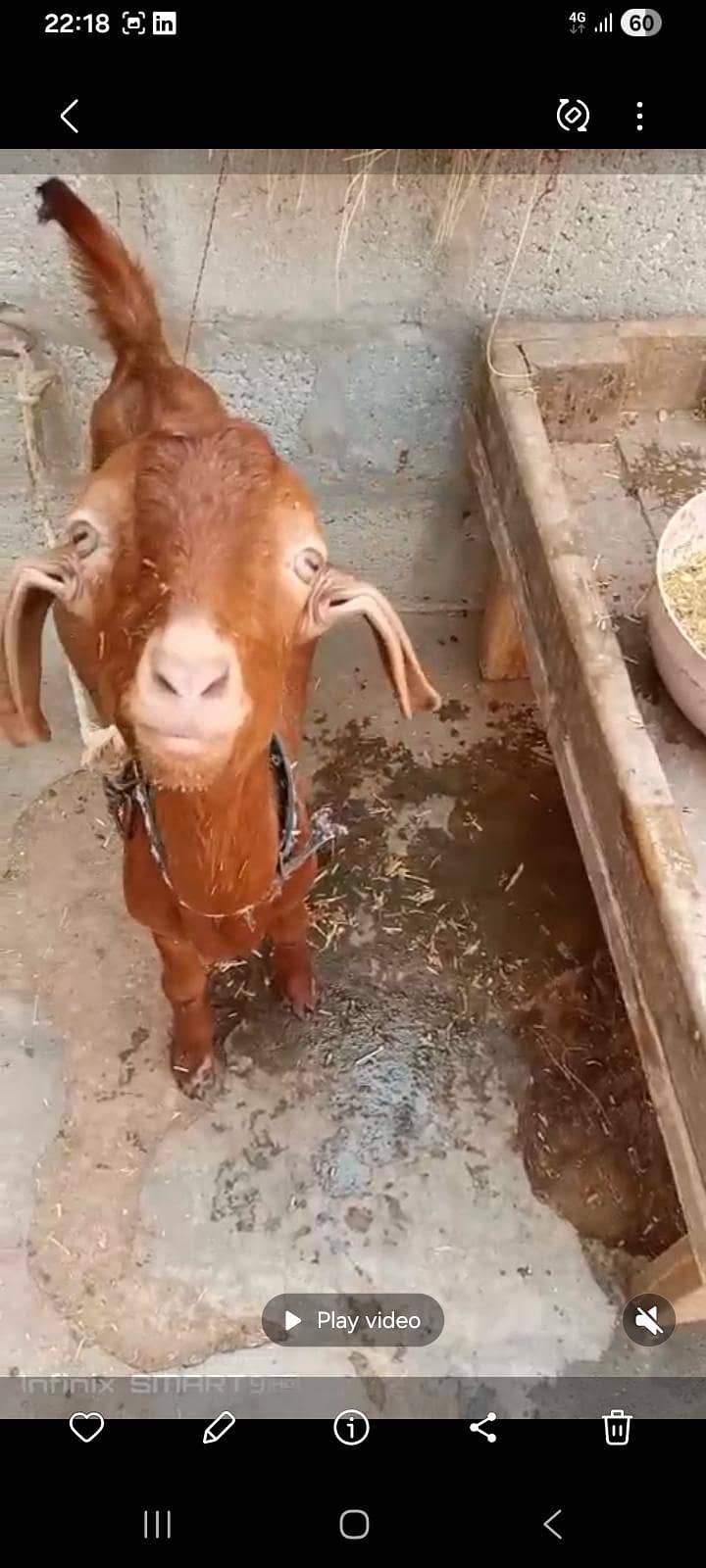 Desi Bakra 0