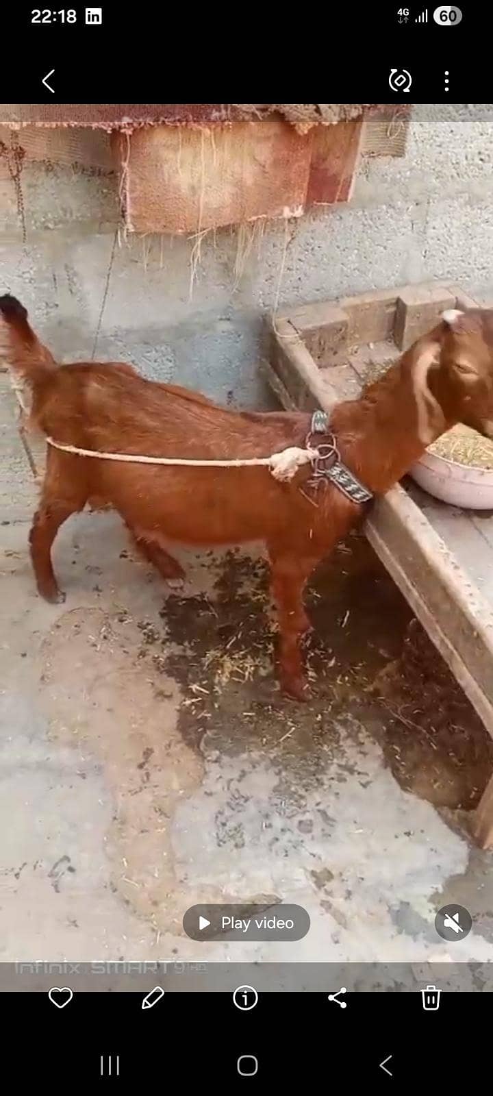 Desi Bakra 1