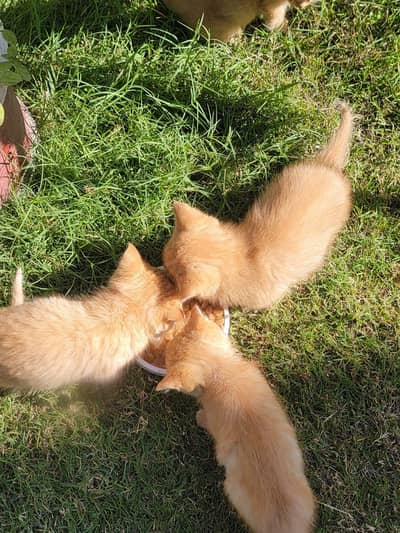 two pairs kittens