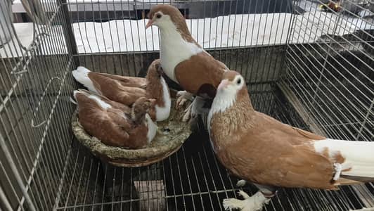 Sherazi pair with 02 chicks