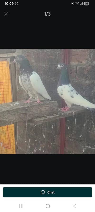 Teddy, Lakhy, Ali waly