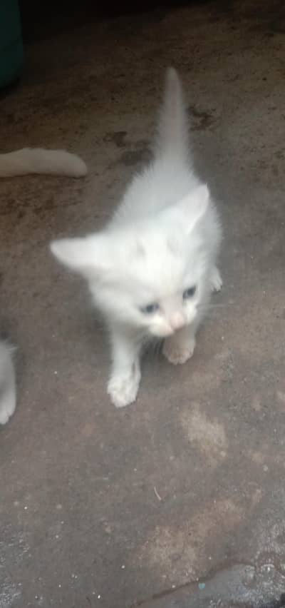 Persian cat
