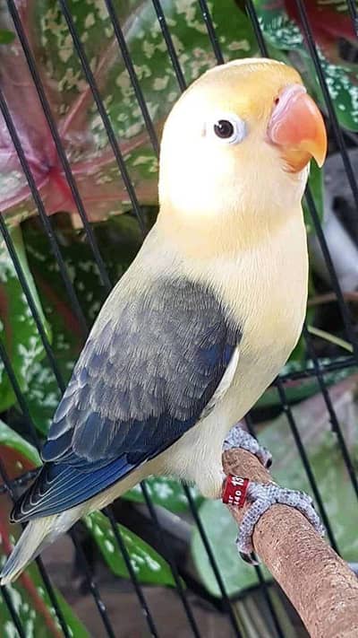 coctal female Whatsapp number 03288389369