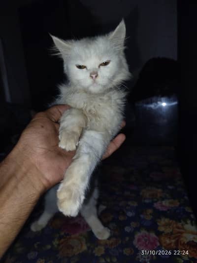 Persian cat