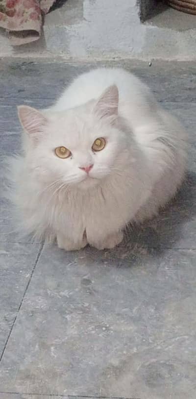 White Persian cat for sale