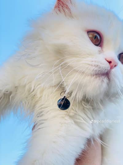 cute cat 03125718522