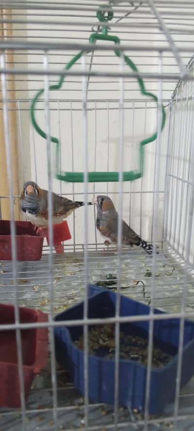 male finches