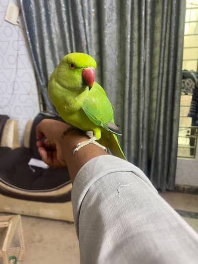 Tame parrot