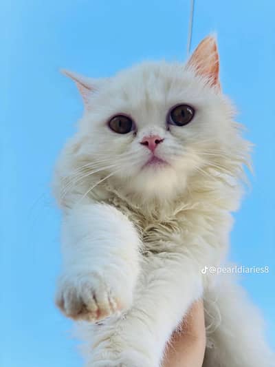 cute cat  03125718522 whatap