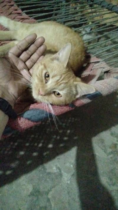 healthy and active aur Billi bacche Dene wali hai