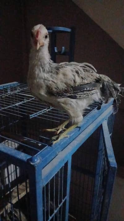 mesri