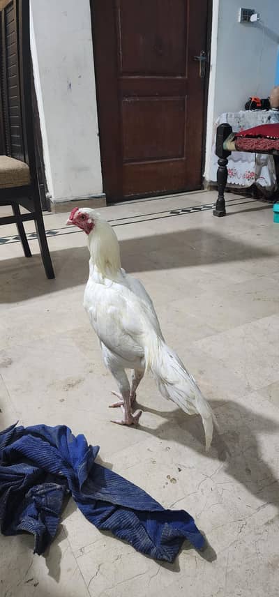 aseel murga white colour baccha