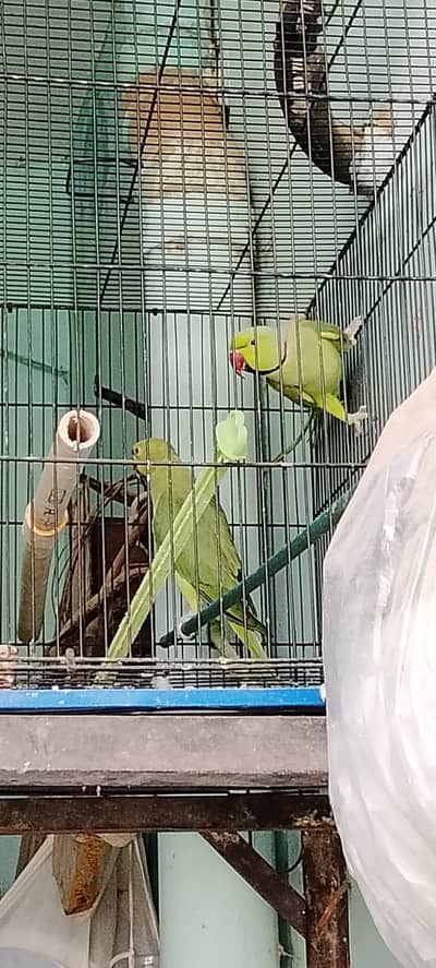 Green paroot/ green Ringneck Breeder male
