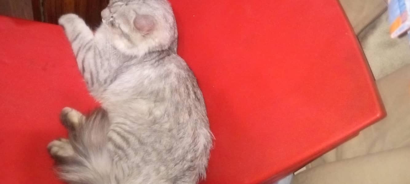 Tiger 0
