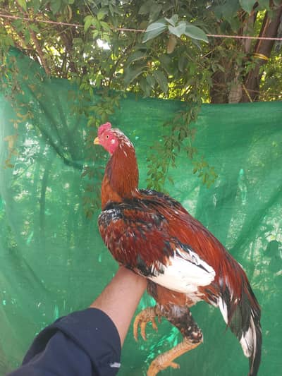 cheena murga