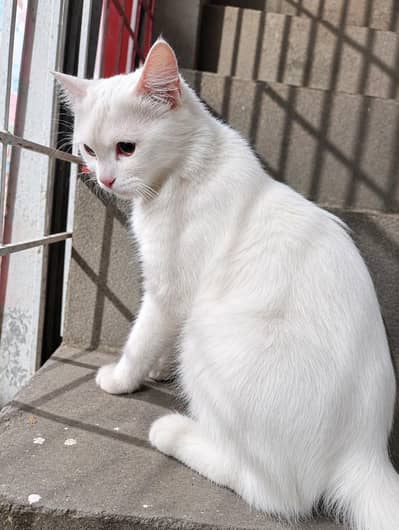 Turkish Angora mix