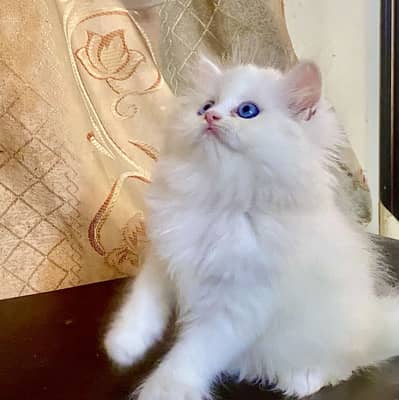 Blue eyes female kitten available