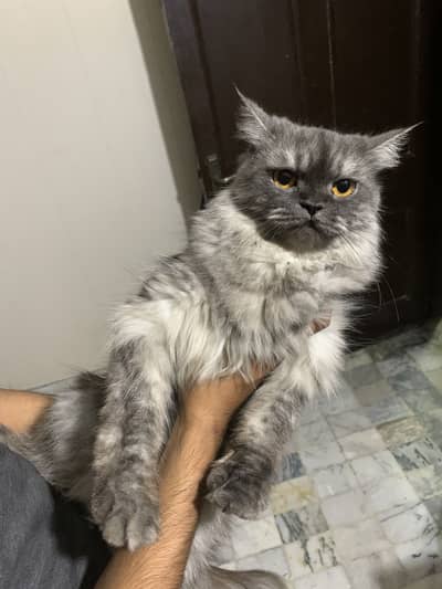 Female grey cat for sale